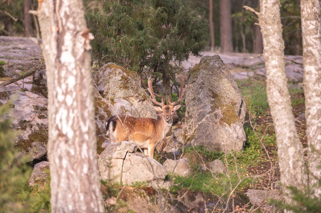 En vitsvanshjort som står nära stora stenar i skogen och tittar i i kameran.