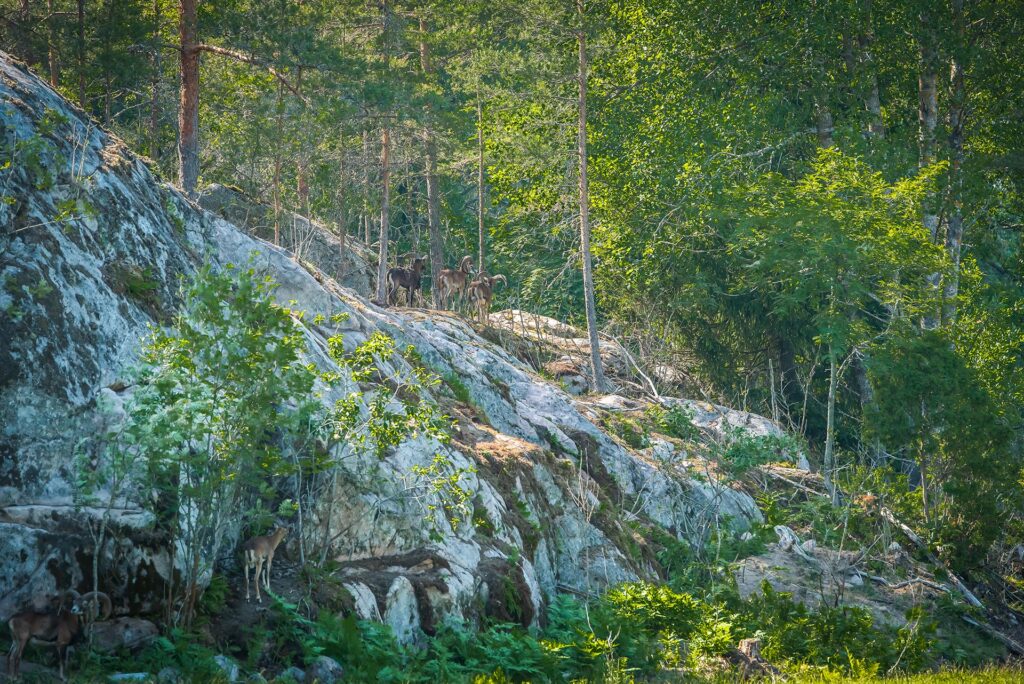 Flera mufflon på ett berg i en skog med solsken lysande igenom kvistarna.