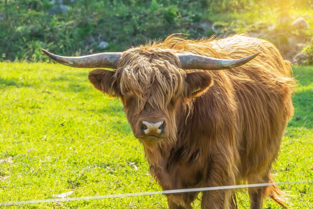 En närbild på highland cattle som tittar mot kameran.