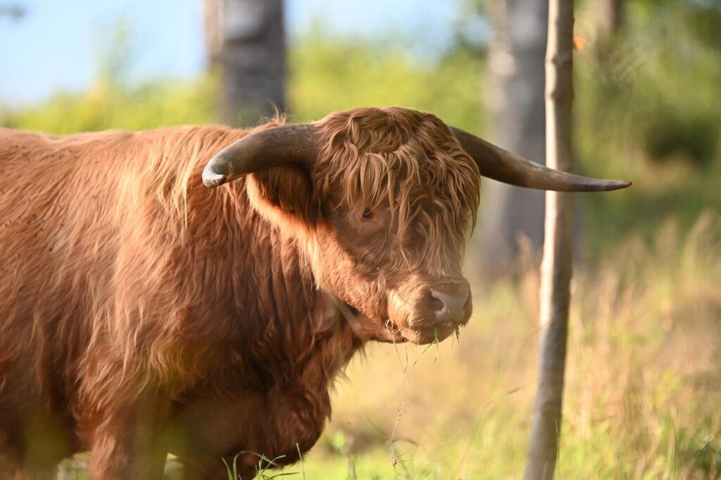 En närbild på highland cattle med grässtrån hängande från munnen.