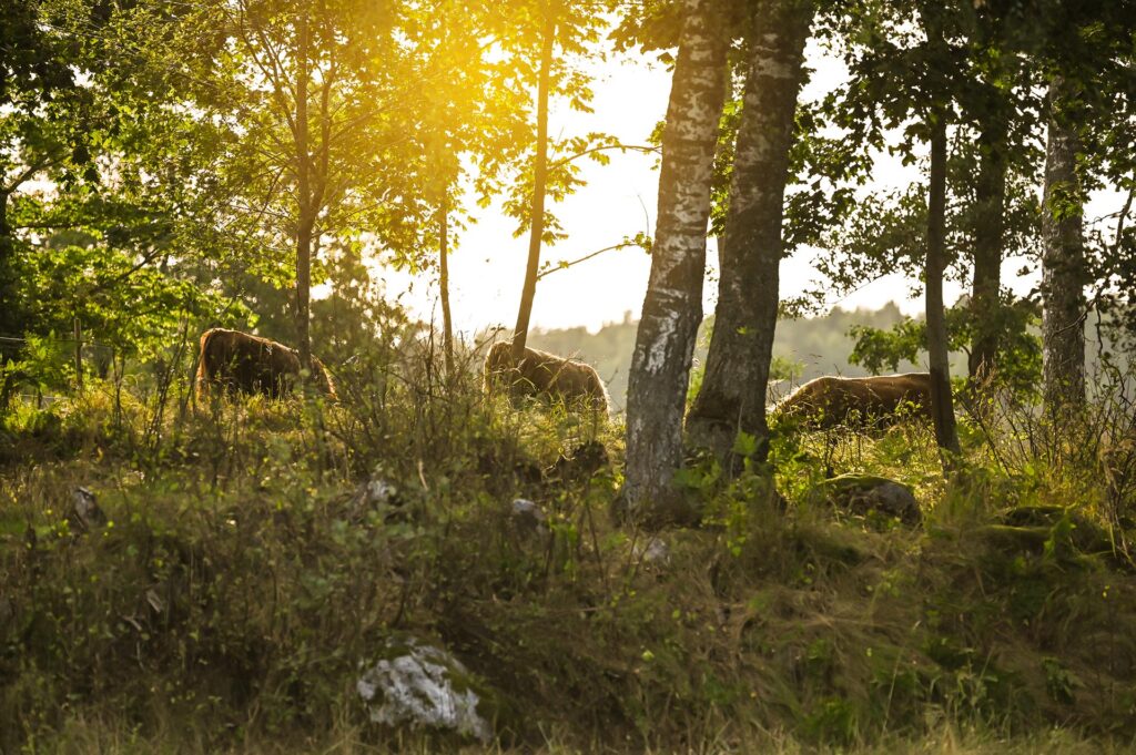Finsk skog med solsken som skiner igenom mellan kvistarna samt tre highland cattle på bete.