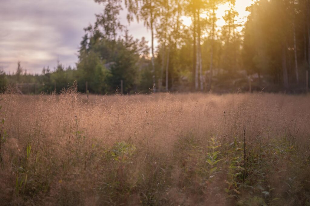 En äng med en skog i bakgrunden var solljuset skiner igenom mellan kvistarna.